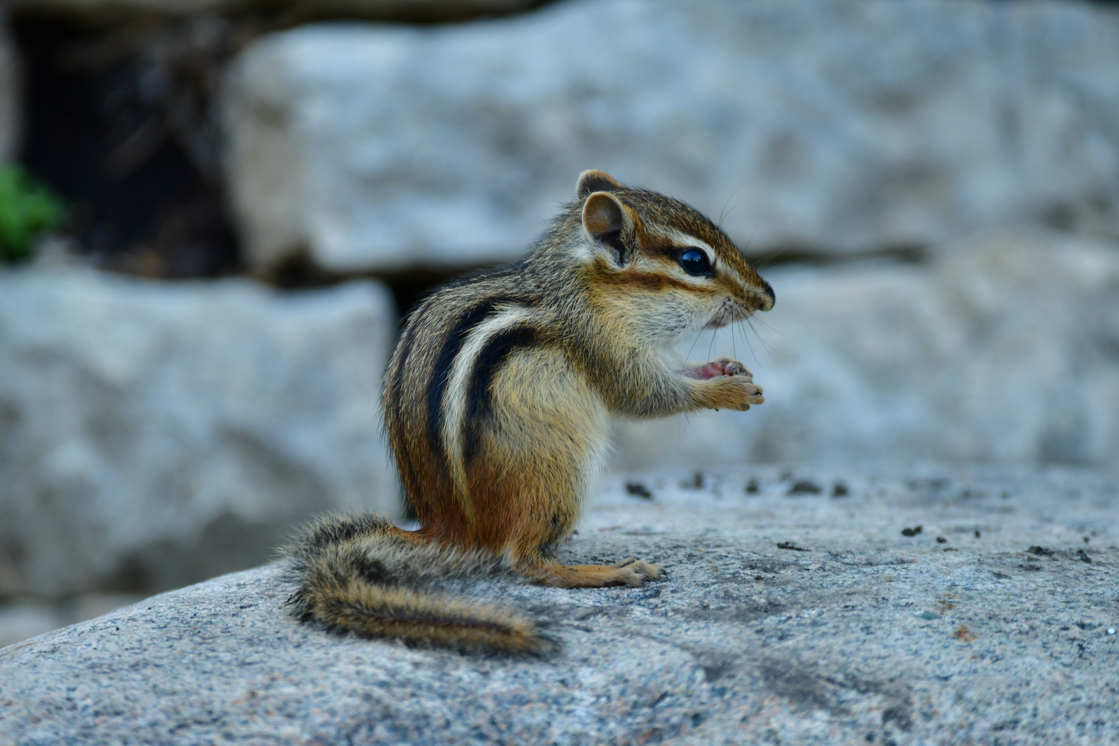 Chipmunk