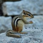 Chipmunk