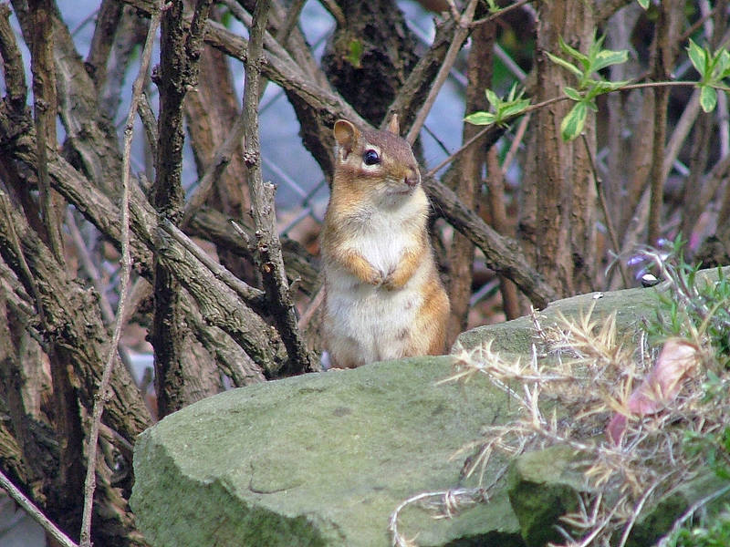 Chipmunk