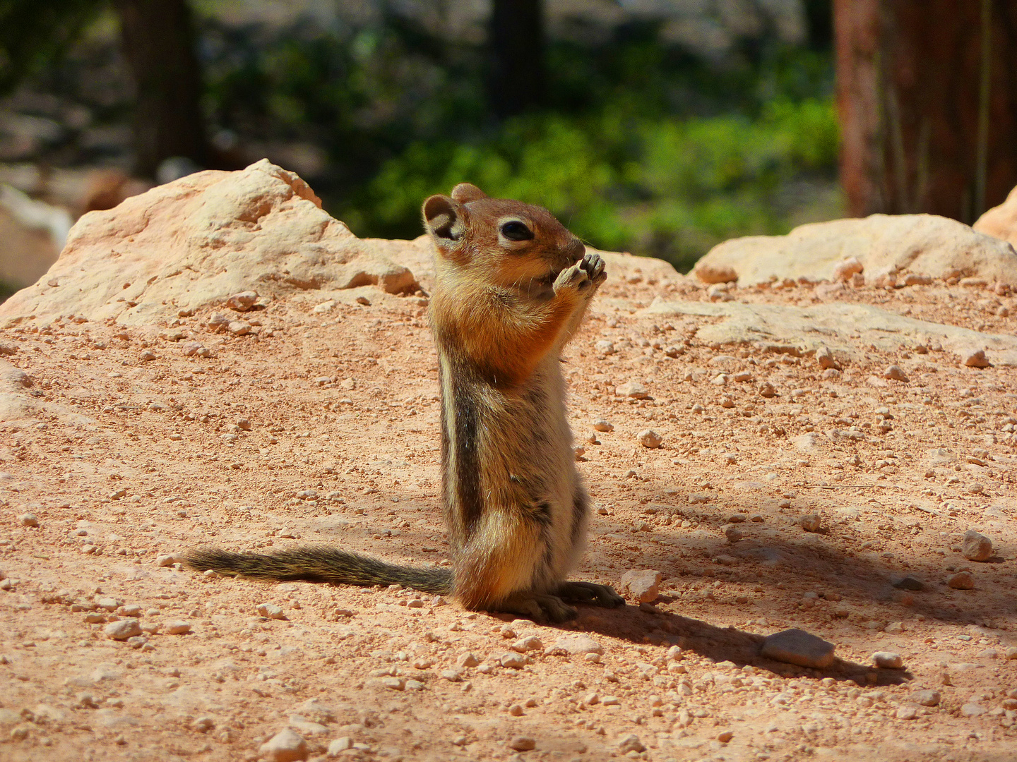 Chipmunk