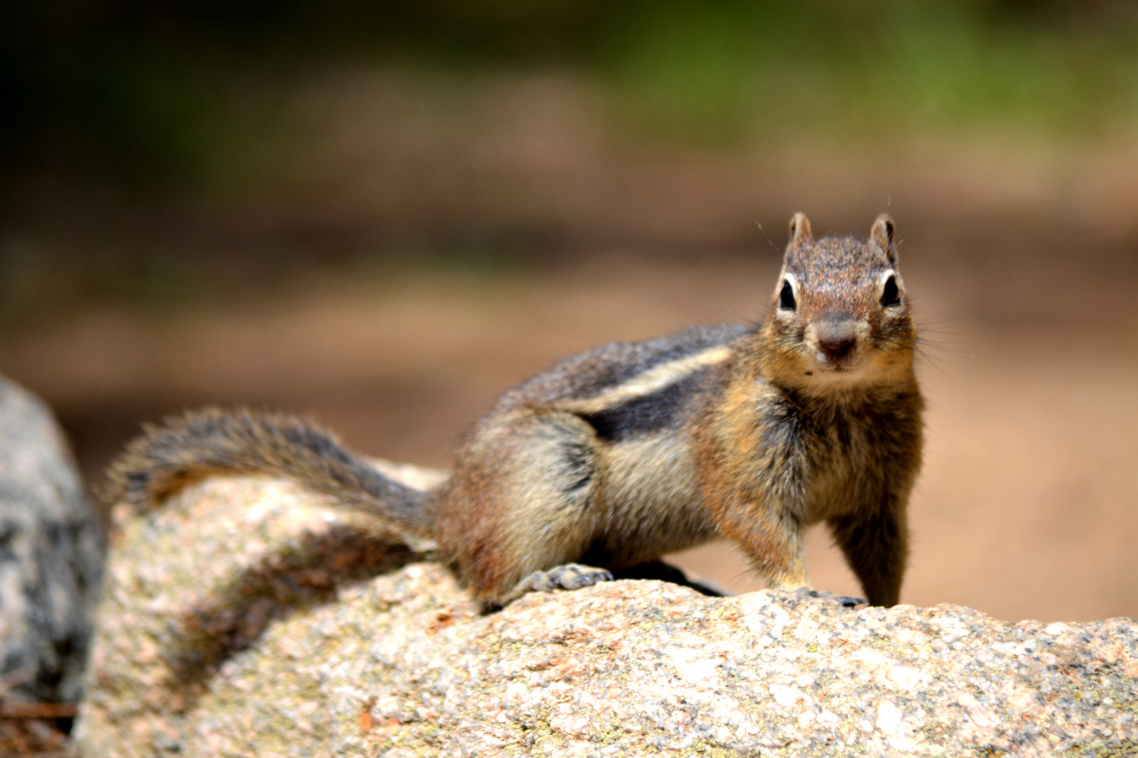 Chipmunk