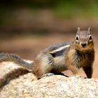 Chipmunk