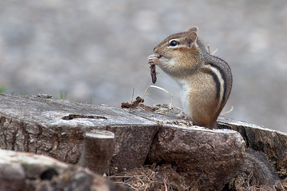 Chipmunk