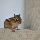 Chipmunk