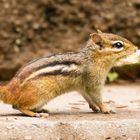 Chipmunk