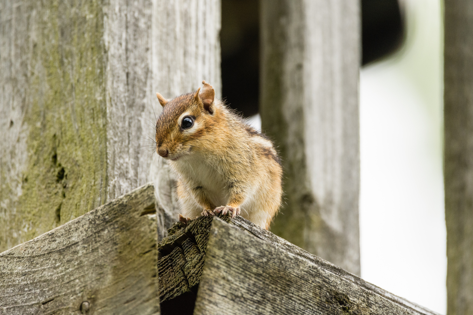 Chipmunk