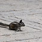 Chipmunk