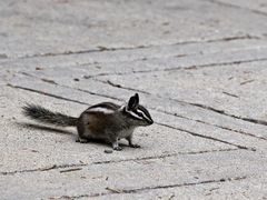 Chipmunk