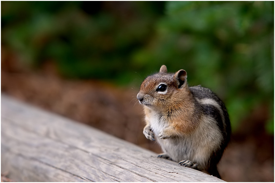 Chipmunk