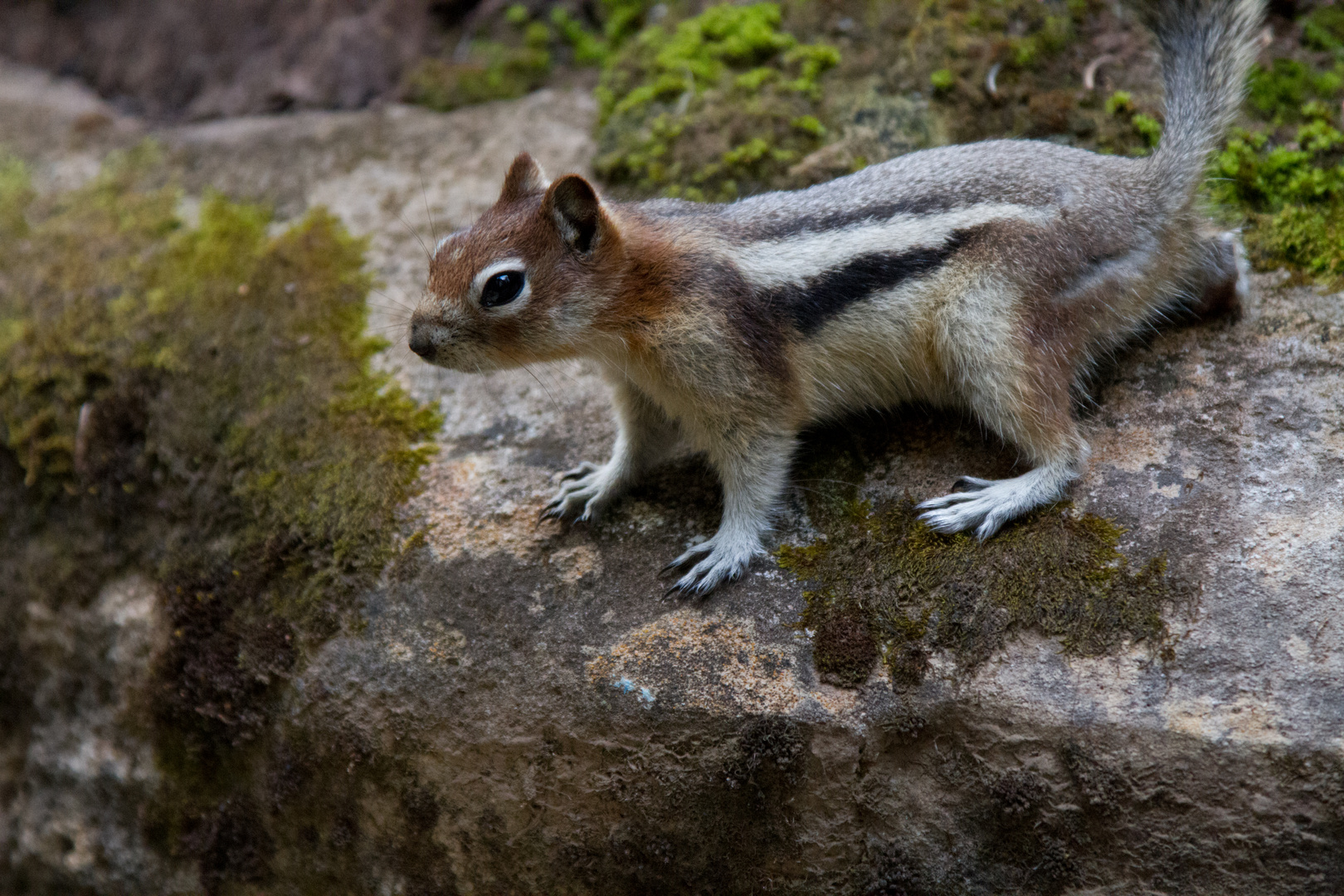 Chipmunk