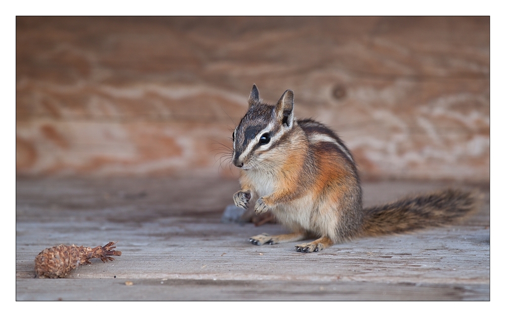 Chipmunk