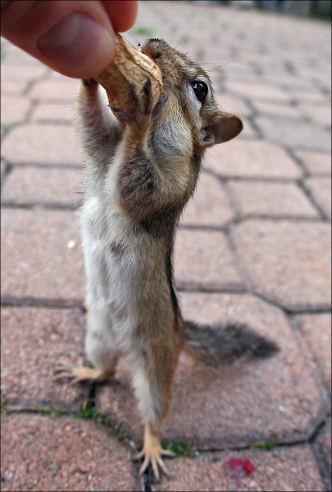 Chipmunk