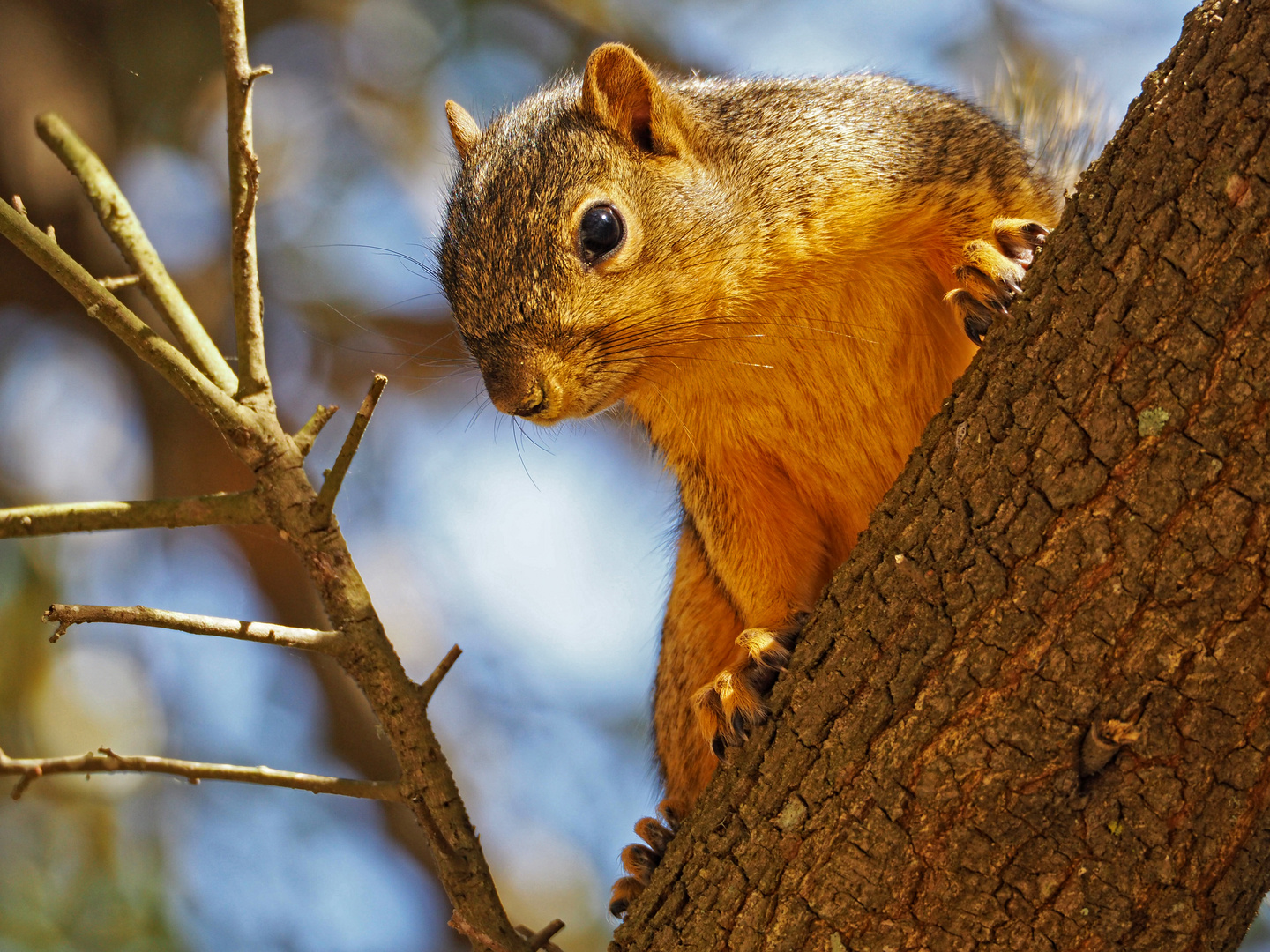 Chipmunk