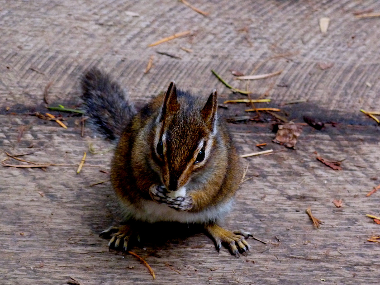 Chipmunk