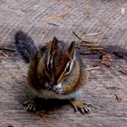 Chipmunk