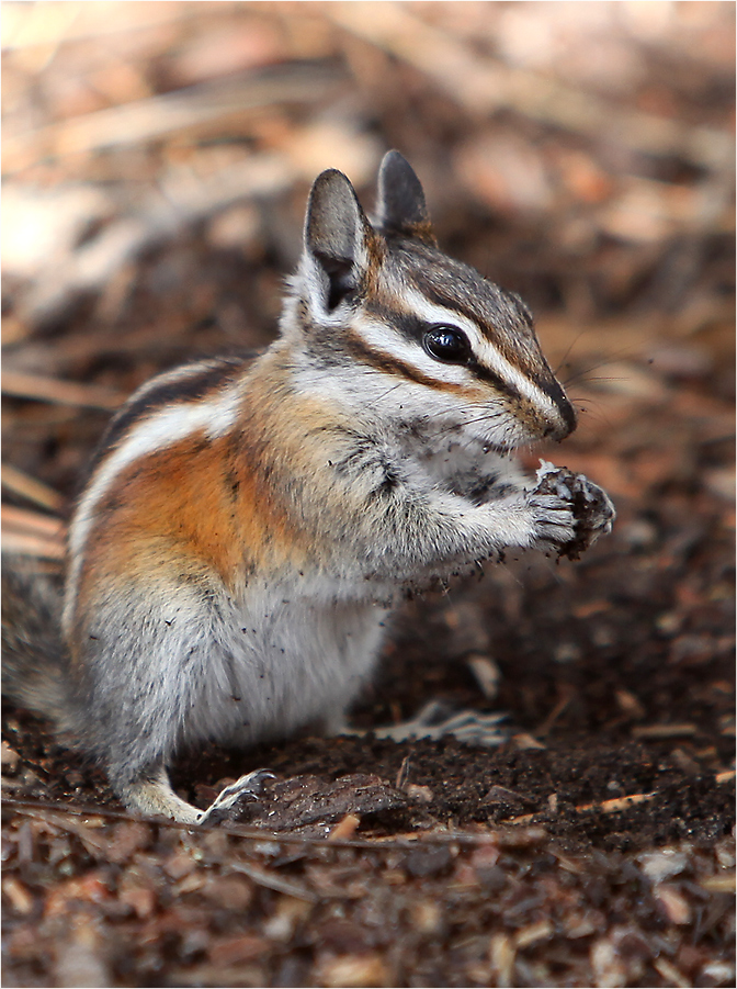 Chipmunk...