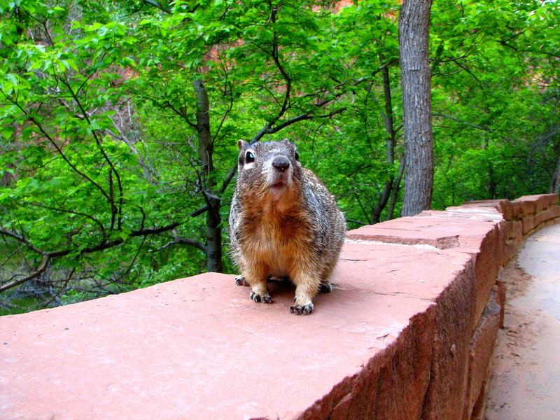 Chipmunk