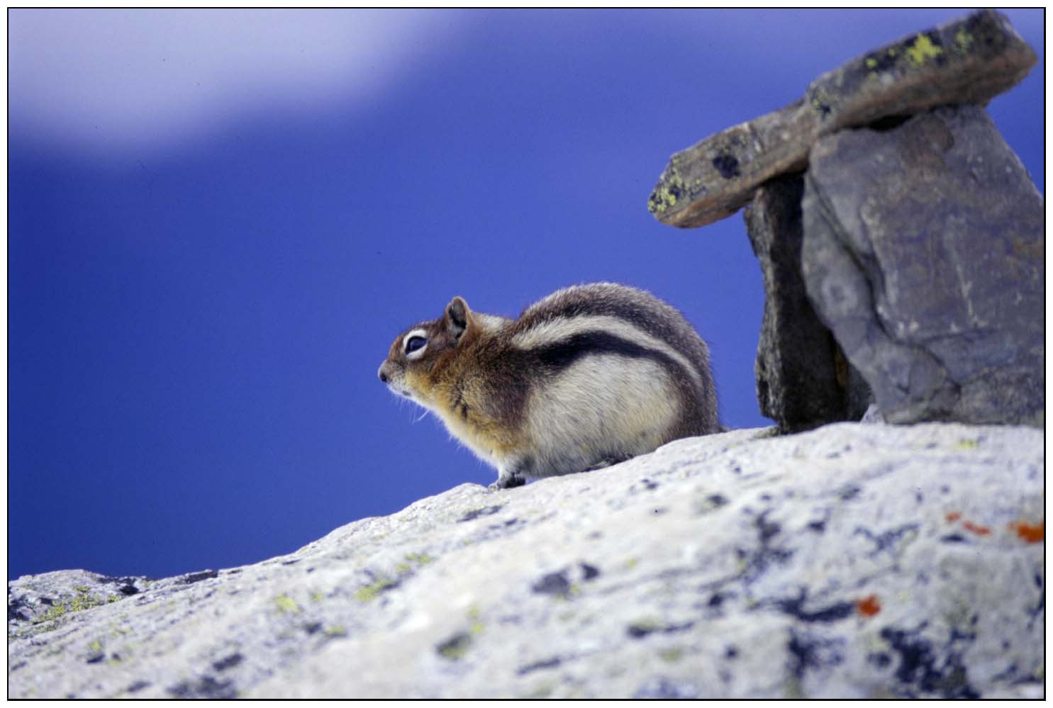 Chipmunk