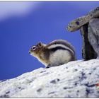 Chipmunk