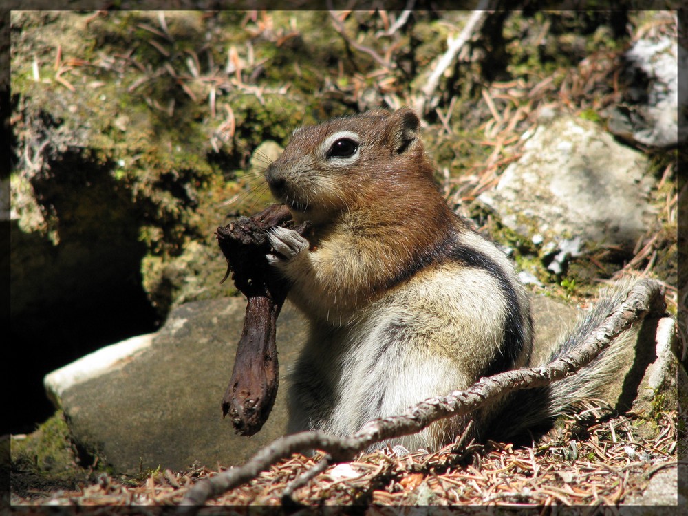 Chipmunk