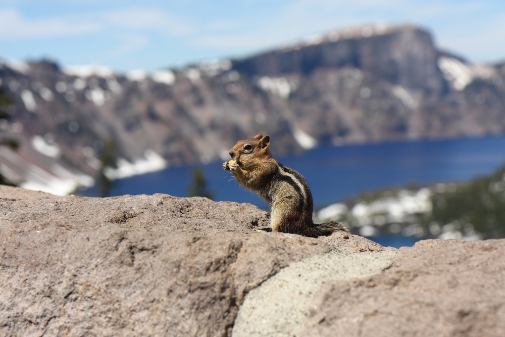 Chipmunk