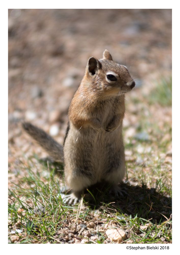 Chipmunk