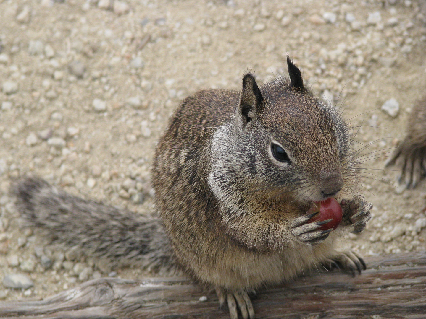 chipmunk am Essen