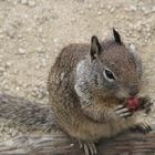 chipmunk am Essen