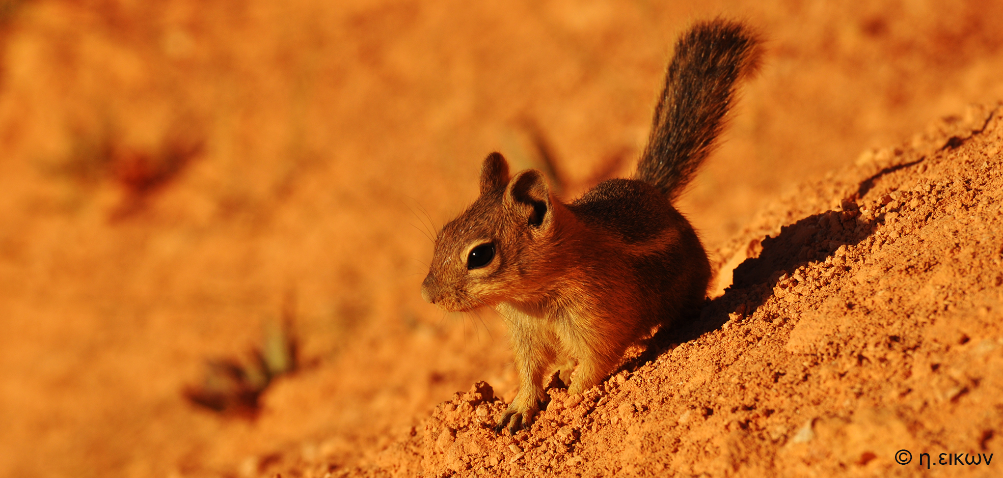 Chipmunk at Bryce Canyon