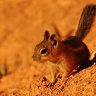 Chipmunk at Bryce Canyon