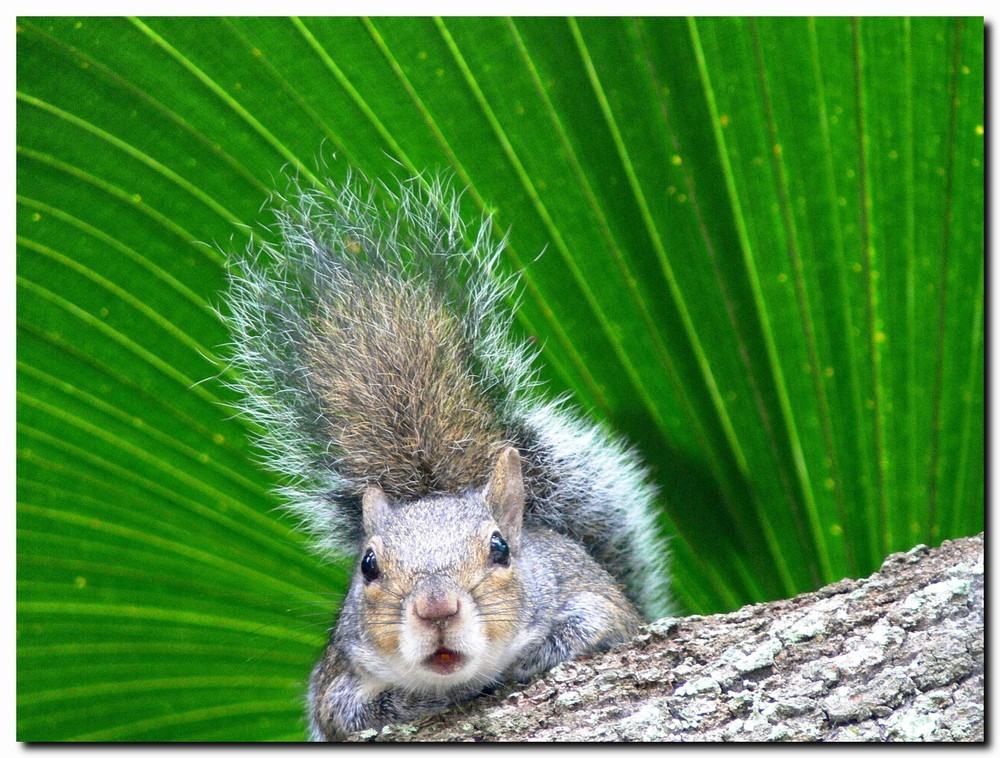 Chipmunk aus Florida