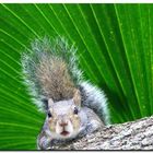 Chipmunk aus Florida