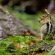 Chipmunk beim Picknick