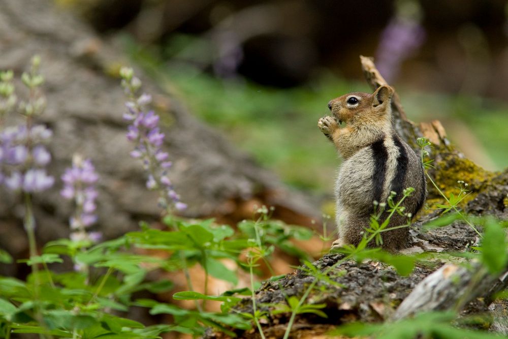 Chipmunk beim Picknick von Jürgen Gross 