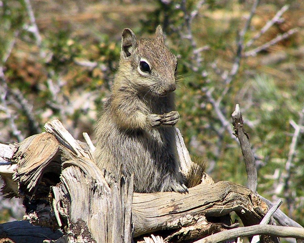 Chipmunk, Bryce Canyon