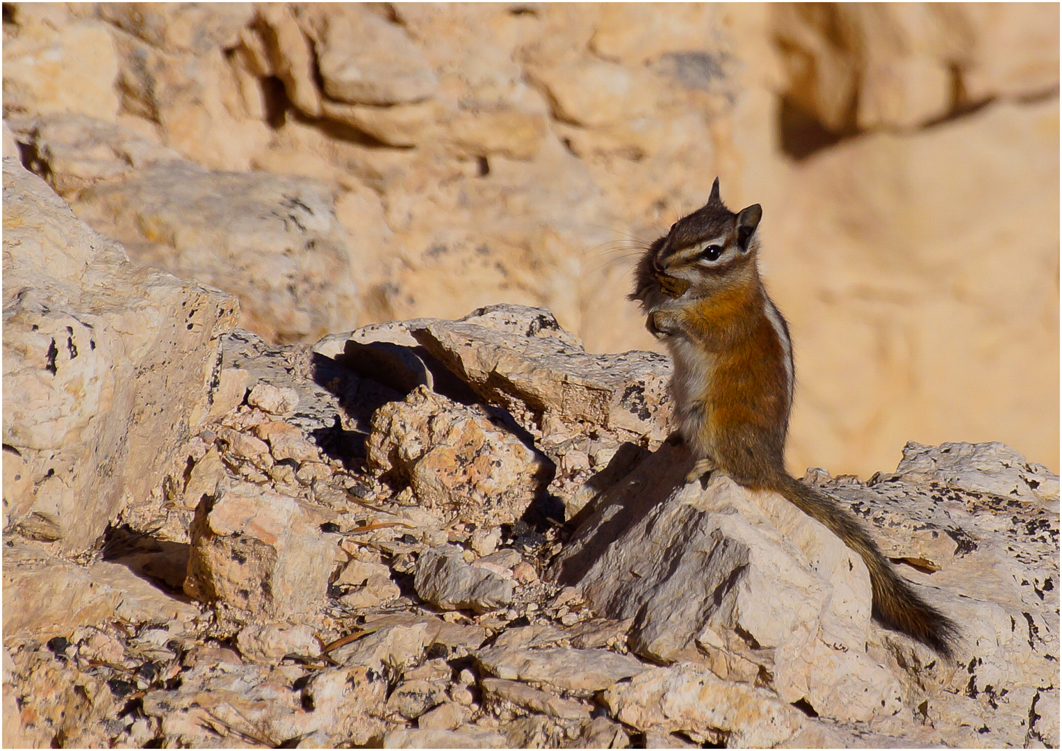 Chipmunk Bryce Canyon