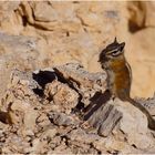 Chipmunk Bryce Canyon