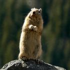 Chipmunk climbing Mt Washburn