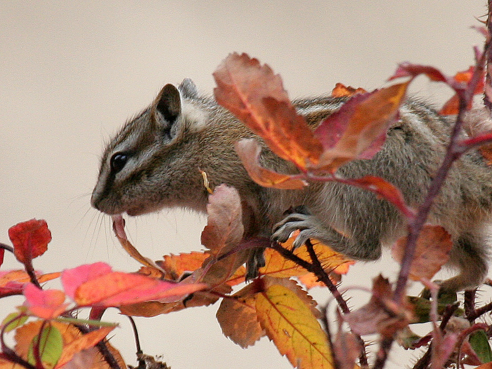 Chipmunk