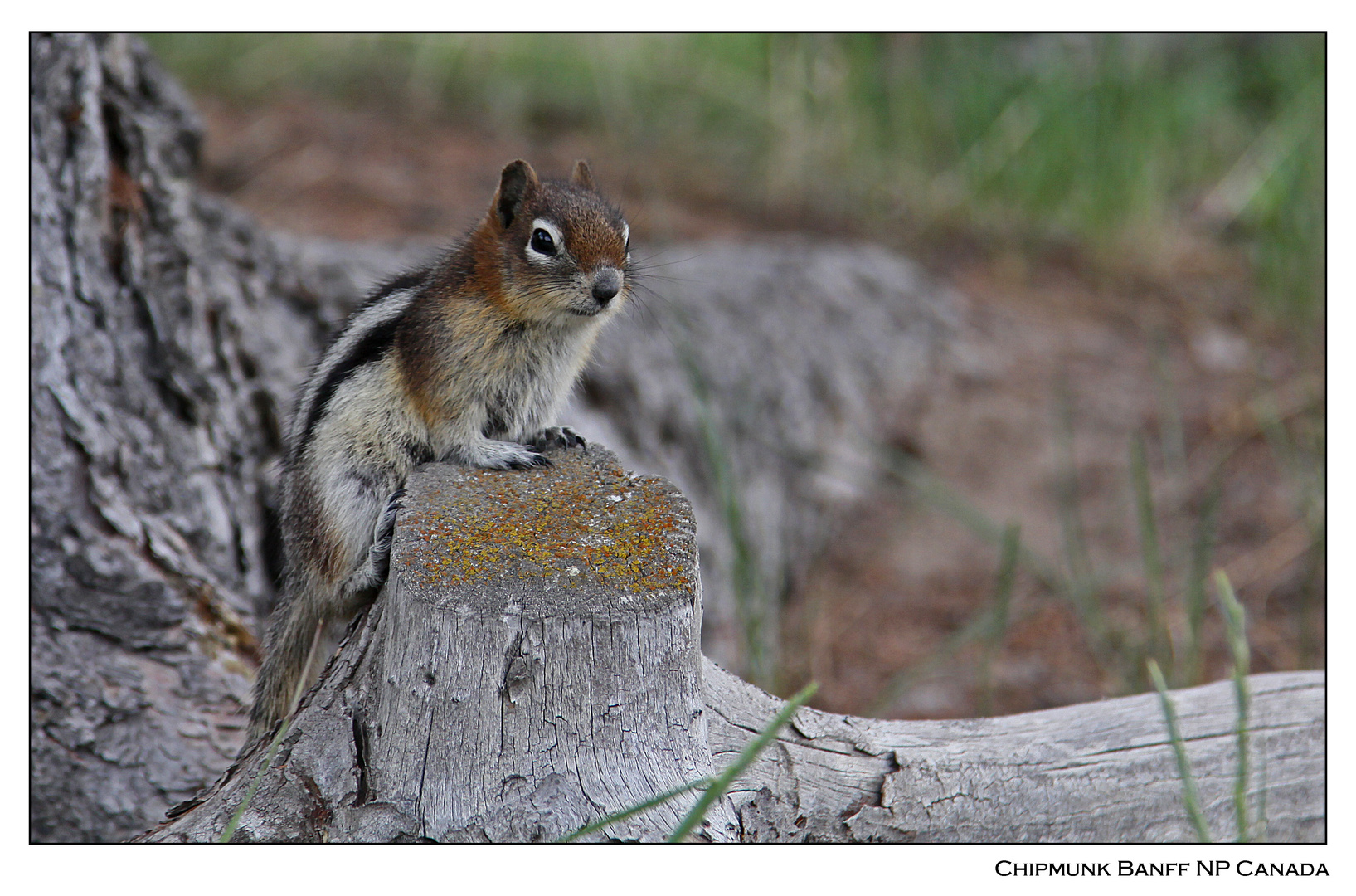 Chipmunk