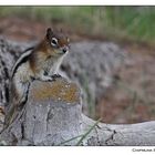 Chipmunk