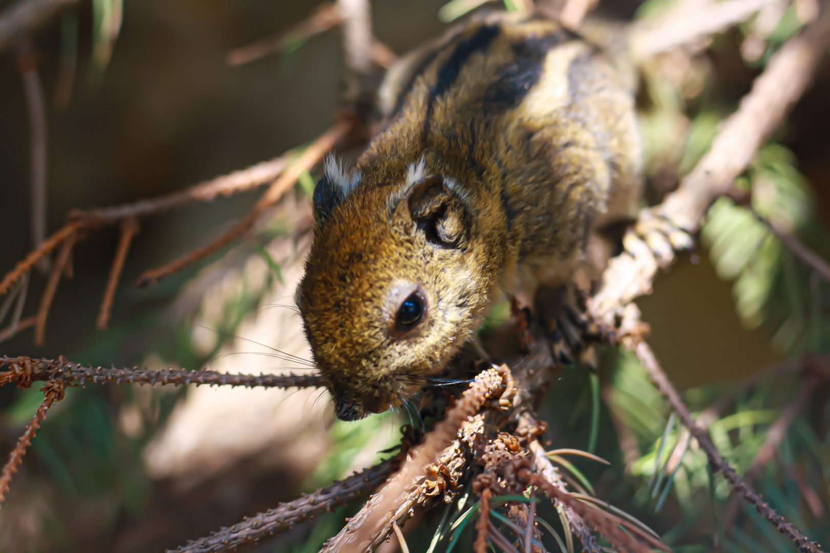 Chipmunk