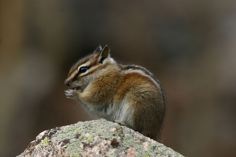 Chipmunk