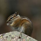 Chipmunk