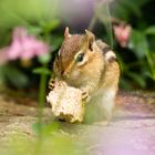 Chipmunk