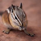 Chipmunk