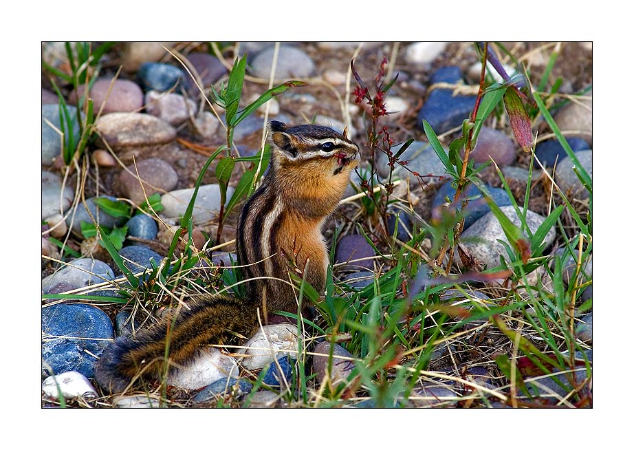 Chipmunk - Grand Teton NP