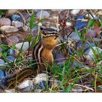 Chipmunk - Grand Teton NP