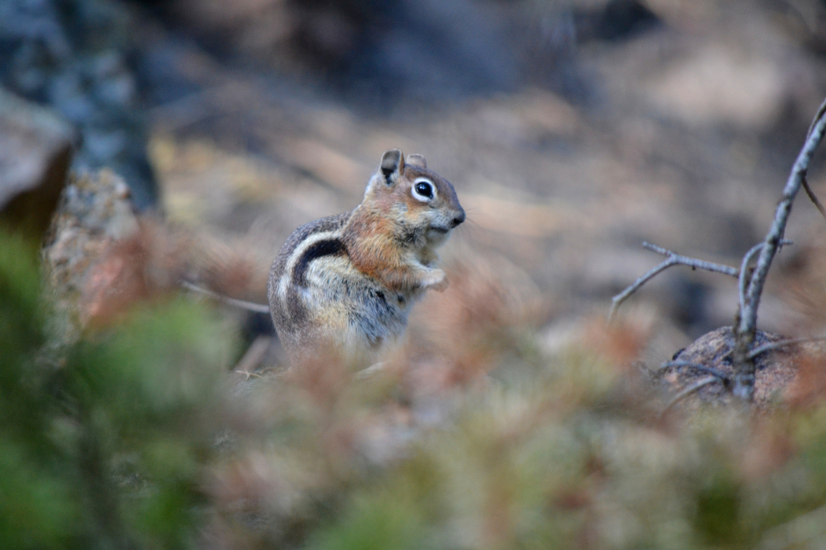 Chipmunk II