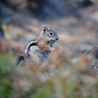 Chipmunk II